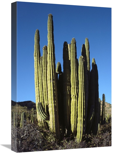 Global Gallery GCS-451713-1624-142 16 x 24 in. Cardon Cacti, Santa