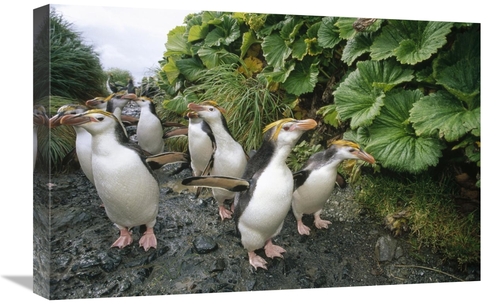 Global Gallery GCS-451047-1624-142 16 x 24 in. Royal Penguin Group Wal