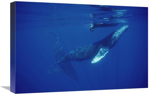 Global Gallery GCS-451002-1624-142 16 x 24 in. Humpback Whale Friendly