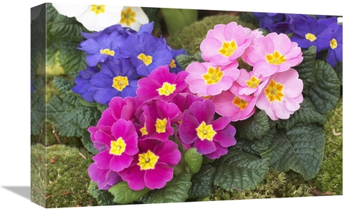 Global Gallery GCS-398328-1218-142 12 x 18 in. Primrose Flowers Art Pr