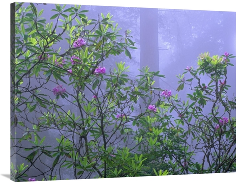 Global Gallery GCS-395939-3040-142 30 x 40 in. Pacific Rhododendrons i