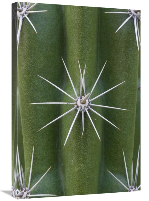 Global Gallery GCS-395303-2030-142 20 x 30 in. Cactus Spines, Sagu