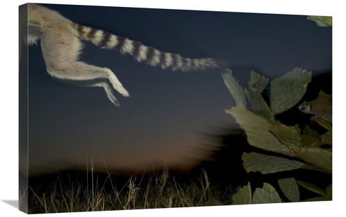 Global Gallery GCS-398112-2030-142 20 x 30 in. Ring-Tailed Lemur Leapi