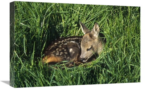 Global Gallery GCS-452281-1624-142 16 x 24 in. Western Roe Deer Fawn R