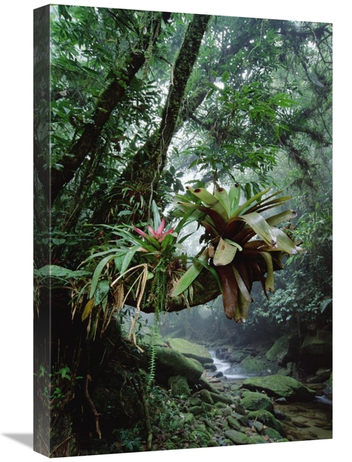 Global Gallery GCS-395653-1624-142 16 x 24 in. Bromeliads Growing in T