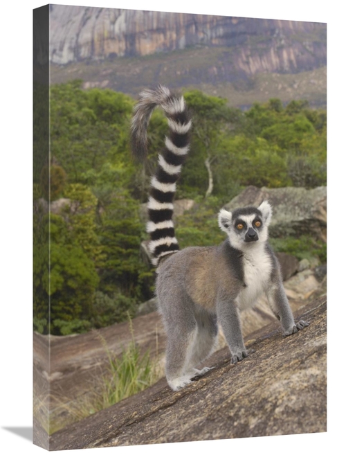 Global Gallery GCS-453258-1624-142 16 x 24 in. Ring-Tailed Lemur Portr