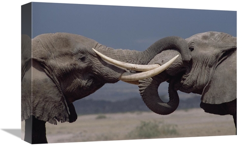 Global Gallery GCS-452983-1218-142 12 x 18 in. African Elephant Two Bu