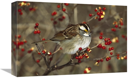 Global Gallery GCS-453297-1218-142 12 x 18 in. White-Throated Sparrow 