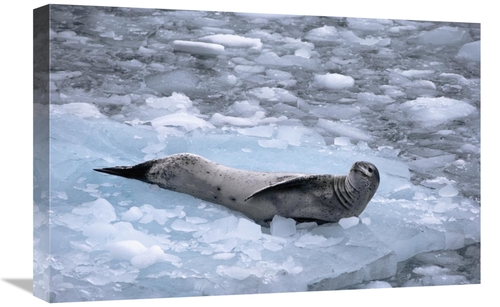 Global Gallery GCS-450621-1624-142 16 x 24 in. Leopard Seal Reclining 