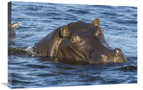 Global Gallery GCS-395801-2030-142 20 x 30 in. Hippopotamus, North