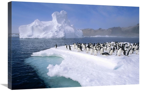 Global Gallery GCS-395665-2030-142 20 x 30 in. Adelie Penguin Group Cr
