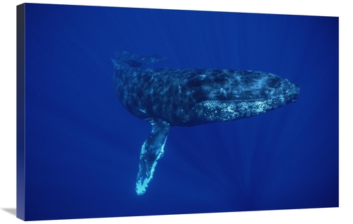 Global Gallery GCS-450989-2436-142 24 x 36 in. Humpback Whale, Mau