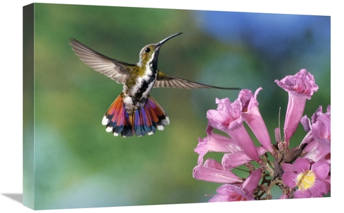 Global Gallery GCS-397222-1624-142 16 x 24 in. Green-Breasted Mango Hu