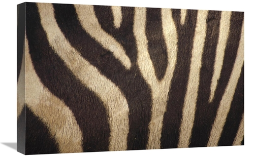 Global Gallery GCS-452746-1624-142 16 x 24 in. Hartmanns Mountain Zebr