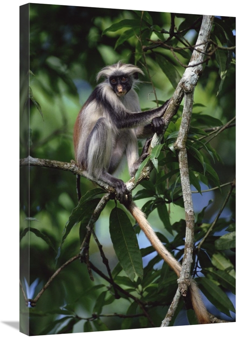 Global Gallery GCS-452386-2030-142 20 x 30 in. Western Red Colobus Sit