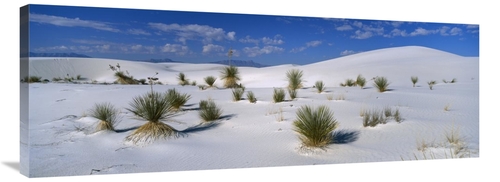 Global Gallery GCS-452622-44-142 44 in. Soaptree Yucca in Gypsum Dunes