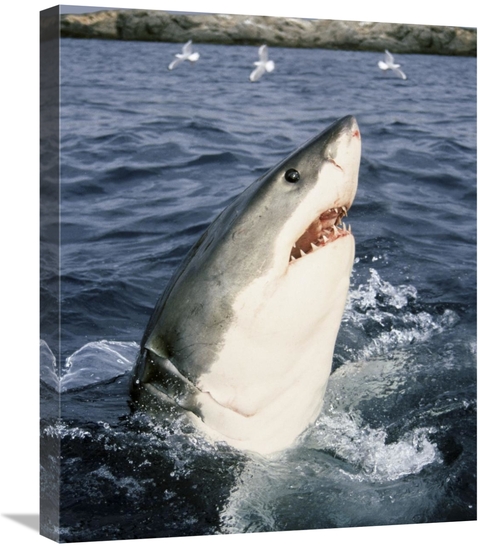 Global Gallery GCS-397964-2024-142 20 x 24 in. Great White Shark At Su