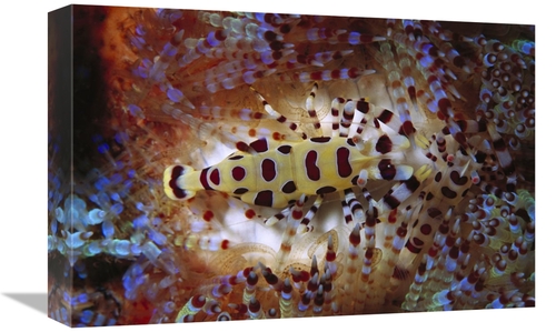 Global Gallery GCS-453545-1218-142 12 x 18 in. Colemans Shrimp Living 