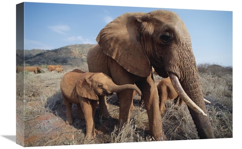 Global Gallery GCS-452958-1624-142 16 x 24 in. Orphan Malaika with Bab