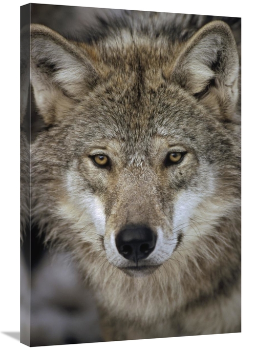 Global Gallery GCS-452487-2030-142 20 x 30 in. European Wolf Portrait&