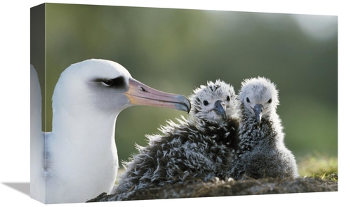 Global Gallery GCS-451418-1218-142 12 x 18 in. Laysan Albatross Chick 