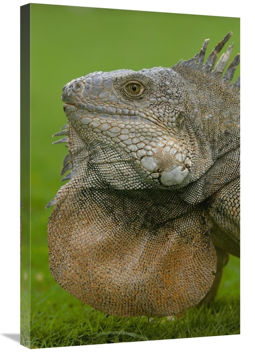 Global Gallery GCS-453067-2030-142 20 x 30 in. Green Iguana Flaring De