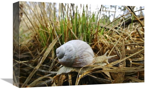 Global Gallery GCS-452718-1218-142 12 x 18 in. Edible Snail, Bavar