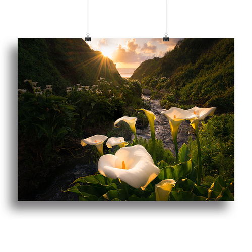 Calla Lily World Canvas Print or Poster