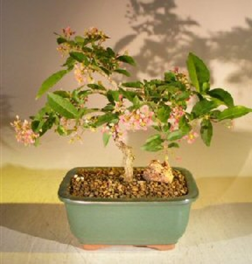 Flowering Dwarf Weeping Barbados Cherry Bonsai Tree - Medium(Malpighia