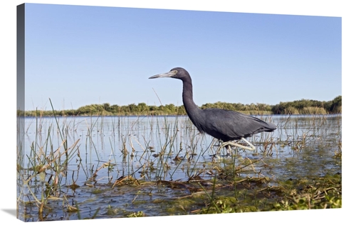Global Gallery GCS-398237-2436-142 24 x 36 in. Little Blue Heron Wadin