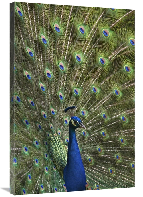 Global Gallery GCS-396585-2436-142 24 x 36 in. Indian Peafowl Male wit