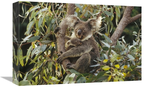 Global Gallery GCS-452881-1218-142 12 x 18 in. Koala Mother & Three Mo