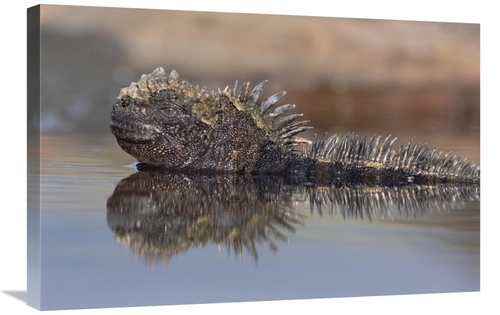 Global Gallery GCS-451515-2030-142 20 x 30 in. Marine Iguana Resting i