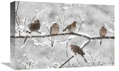 Global Gallery GCS-397601-1218-142 12 x 18 in. Mourning Dove Group in 