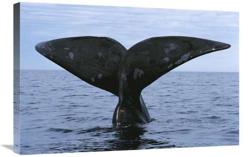 Global Gallery GCS-453570-2030-142 20 x 30 in. Southern Right Whale Di