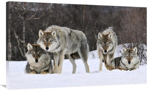Global Gallery GCS-398259-44-142 44 in. Gray Wolf Group, Norway Ar