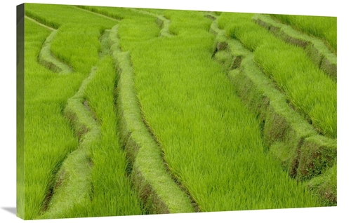 Global Gallery GCS-398084-2436-142 24 x 36 in. Terraced Rice Paddy&#44