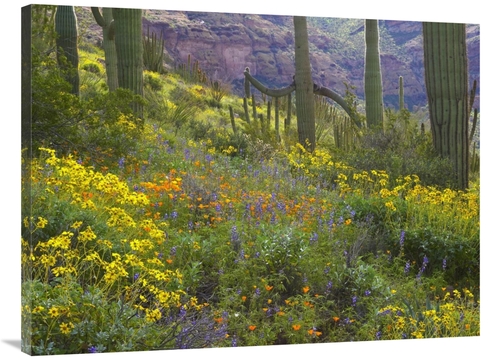 Global Gallery GCS-395937-3040-142 30 x 40 in. Saguaro Amid Flowering 