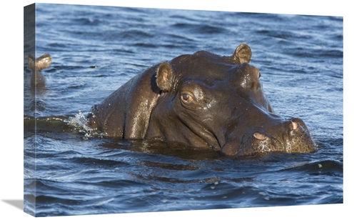 Global Gallery GCS-395801-1624-142 16 x 24 in. Hippopotamus, North