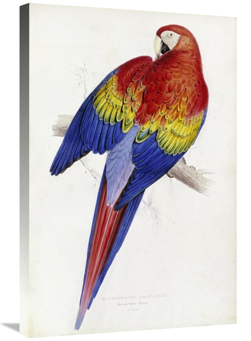 Global Gallery GCS-266738-30-142 30 in. Red & Yellow Maccaw Art Print 