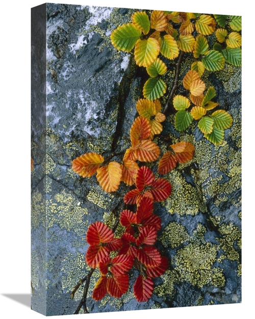 Global Gallery GCS-453519-1218-142 12 x 18 in. Beech Leaves in Fall Co