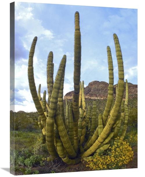 Global Gallery GCS-395969-2432-142 24 x 32 in. Organ Pipe Cactus Arizo