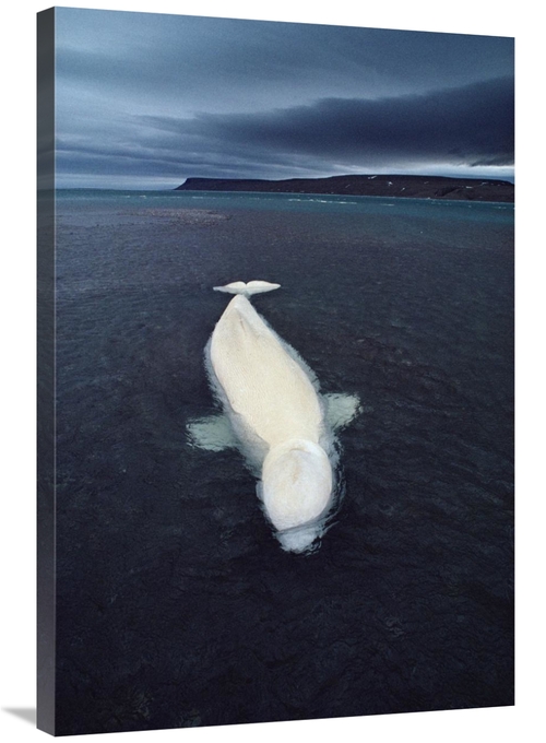 Global Gallery GCS-450728-2436-142 24 x 36 in. Beluga Whale Stranded A