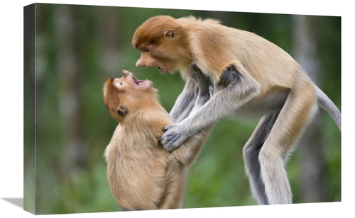 Global Gallery GCS-395814-1624-142 16 x 24 in. Proboscis Monkey Juveni