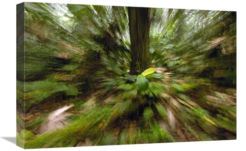 Global Gallery GCS-453079-1624-142 16 x 24 in. Primary Rainforest,