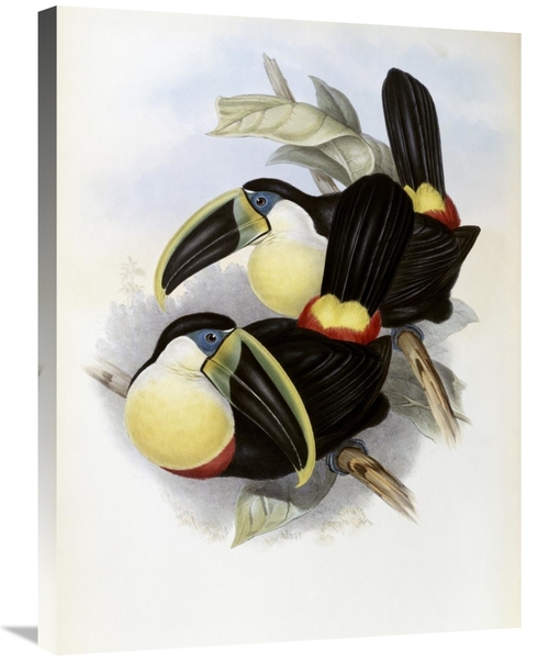 Global Gallery GCS-277753-30-142 30 in. Citron-Brested Toucan Art Prin