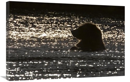 Global Gallery GCS-395418-2436-142 24 x 36 in. Grizzly Bear in Water&#