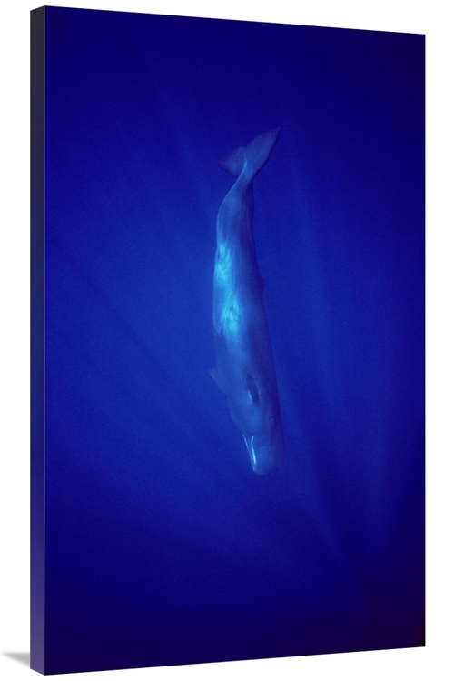 Global Gallery GCS-450610-40-142 40 in. Sperm Whale Diving, Indian