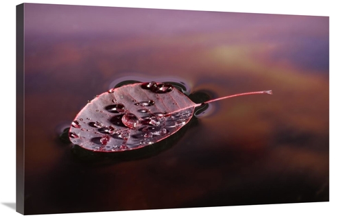 Global Gallery GCS-395721-2436-142 24 x 36 in. European Smoketree Leaf