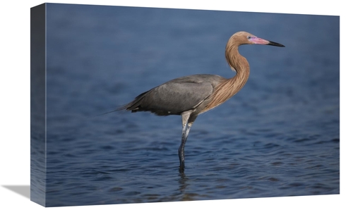 Global Gallery GCS-453334-1218-142 12 x 18 in. Reddish Egret Wading Th